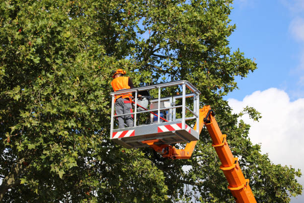 Little Flock, AR  Tree Services Company