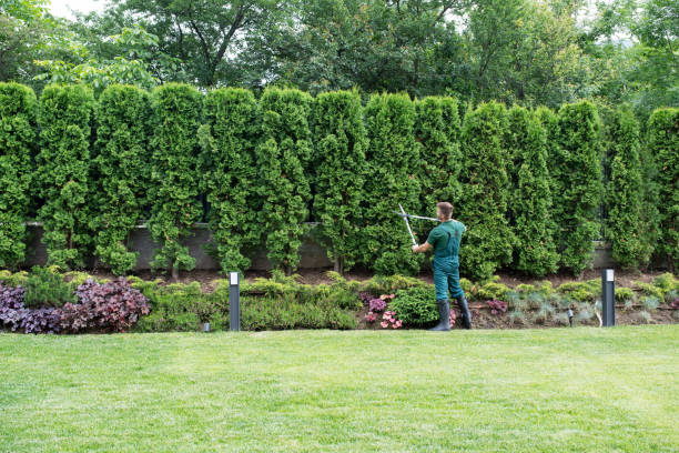 Lawn Watering Services in Little Flock, AR